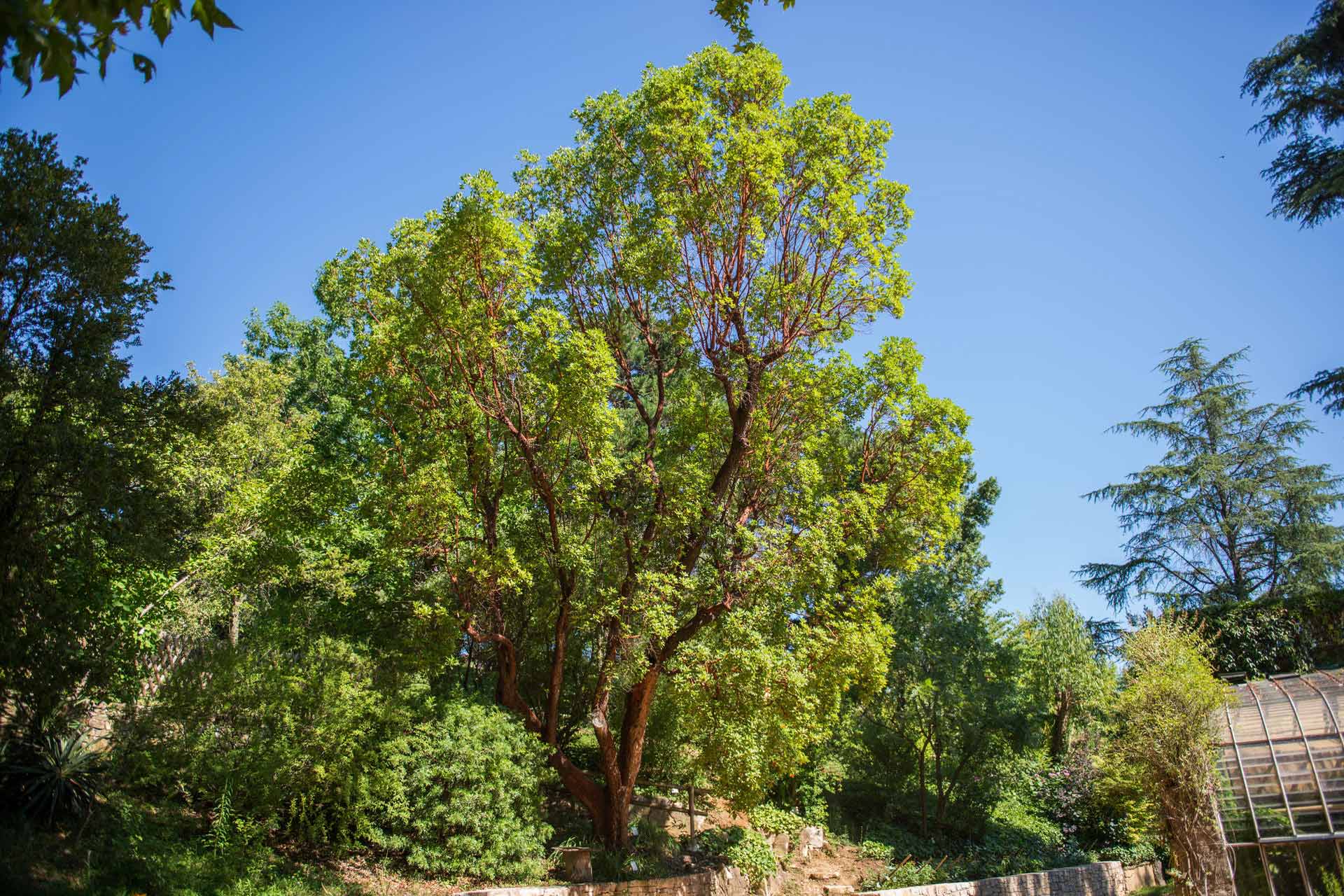 Les 8000 arbres présents sur le domaine public d’Alès sont scrutés de près afin de ne pas mettre en danger les personnes ou les ouvrages.