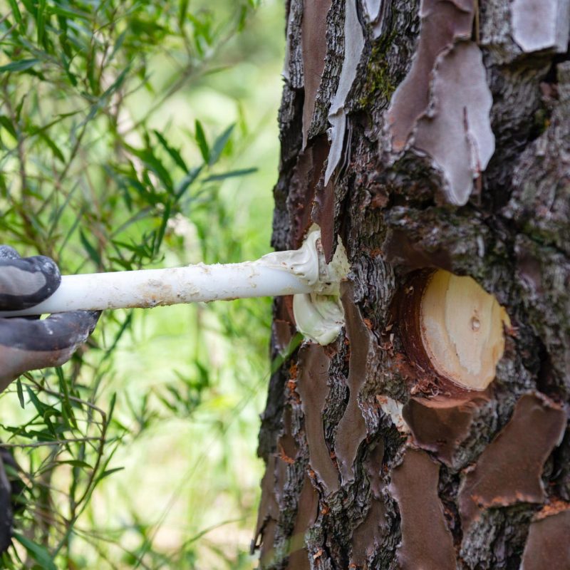 Une pâte d’argile et d’acides organiques est déposée dans le creux pour freiner la cicatrisation de l’arbre et activer la coulée de la résine.