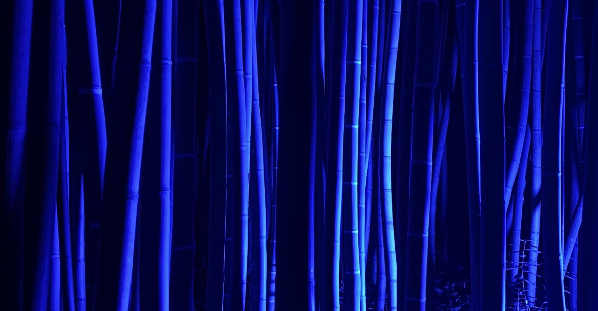 bambouseraie-nocturne